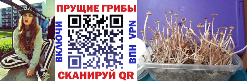 blacksprut как войти  Белогорск  Псилоцибиновые грибы GOLDEN TEACHER 